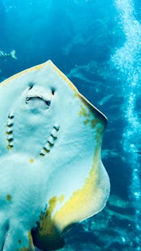 下田海中水族館に投稿された画像（2024/10/30）