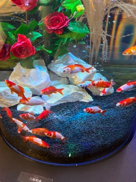 UWS AQUARIUM GA☆KYOに投稿された画像（2024/10/30）