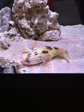 UWS AQUARIUM GA☆KYOに投稿された画像（2024/10/30）