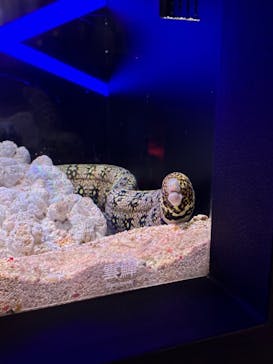 UWS AQUARIUM GA☆KYOに投稿された画像（2024/10/30）