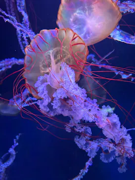 すみだ水族館に投稿された画像（2024/10/30）