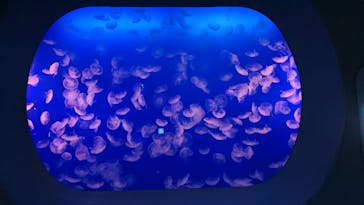 新江ノ島水族館に投稿された画像（2024/10/30）