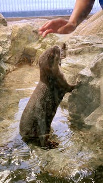 新江ノ島水族館に投稿された画像（2024/10/30）