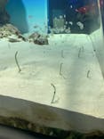 アクアワールド茨城県大洗水族館に投稿された画像（2024/10/30）