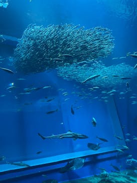 アクアワールド茨城県大洗水族館に投稿された画像（2024/10/30）