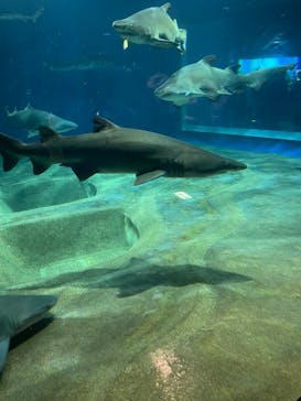 アクアワールド茨城県大洗水族館に投稿された画像（2024/10/30）