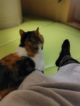 猫カフェモカ　新宿店に投稿された画像（2024/10/30）