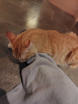 猫カフェモカ　新宿店に投稿された画像（2024/10/30）