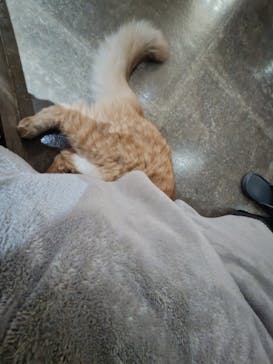 猫カフェモカ　新宿店に投稿された画像（2024/10/30）