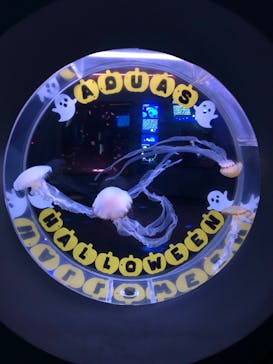 島根県立 しまね海洋館に投稿された画像（2024/10/30）