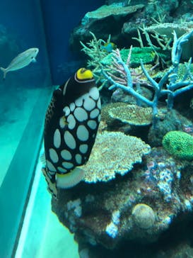 島根県立 しまね海洋館に投稿された画像（2024/10/30）