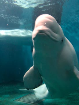 島根県立 しまね海洋館に投稿された画像（2024/10/30）