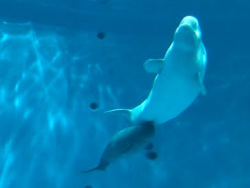 島根県立 しまね海洋館に投稿された画像（2024/10/30）