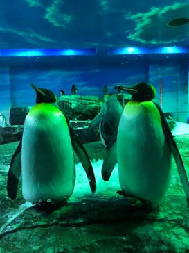 島根県立 しまね海洋館に投稿された画像（2024/10/30）