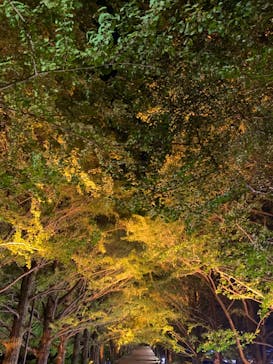 国営昭和記念公園 秋の夜散歩に投稿された画像（2024/10/30）