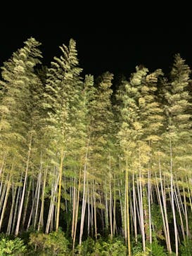 国営昭和記念公園 秋の夜散歩に投稿された画像（2024/10/30）