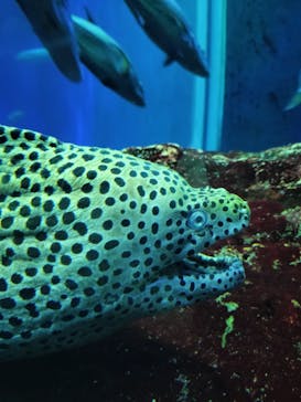 大分マリーンパレス水族館 「うみたまご」に投稿された画像（2024/10/30）
