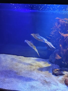 大分マリーンパレス水族館 「うみたまご」に投稿された画像（2024/10/30）
