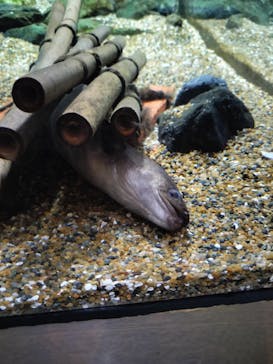 大分マリーンパレス水族館 「うみたまご」に投稿された画像（2024/10/30）