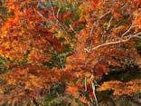 Ezo Nature ACT（エゾネイチャーアクト）に投稿された画像（2024/10/31）