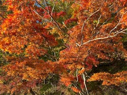 Ezo Nature ACT（エゾネイチャーアクト）に投稿された画像（2024/10/30）