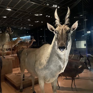 国立科学博物館に投稿された画像（2024/10/30）