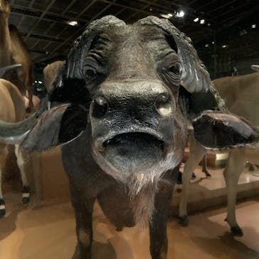 国立科学博物館に投稿された画像（2024/10/30）