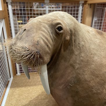 国立科学博物館に投稿された画像（2024/10/30）