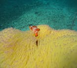 マリンクラブジジに投稿された画像（2024/10/31）