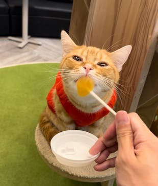 猫カフェモカ　アルシェ大宮店に投稿された画像（2024/10/30）
