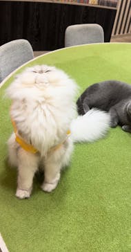 猫カフェモカ　アルシェ大宮店に投稿された画像（2024/10/30）