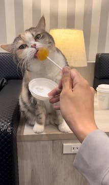 猫カフェモカ　アルシェ大宮店に投稿された画像（2024/10/30）