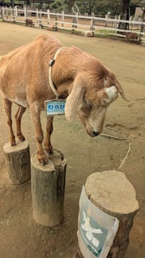 成田ゆめ牧場に投稿された画像（2024/10/31）