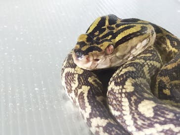 おきなわワールドに投稿された画像（2024/10/31）