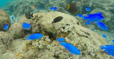 武藤潜水に投稿された画像（2024/10/31）