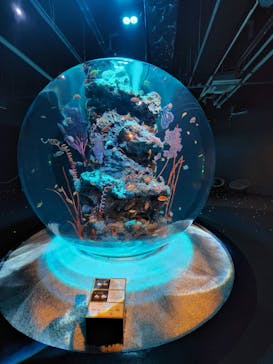 AQUARIUM × ART　atoaに投稿された画像（2024/10/31）