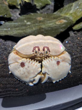 AQUARIUM × ART　atoaに投稿された画像（2024/10/31）