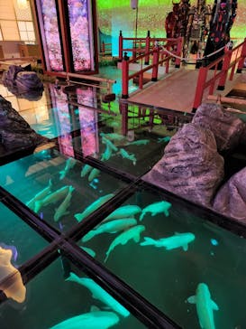 AQUARIUM × ART　atoaに投稿された画像（2024/10/31）