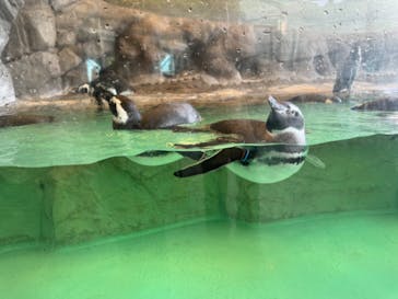 しながわ水族館に投稿された画像（2024/10/31）