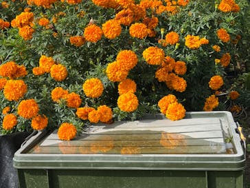 いばらきフラワーパークに投稿された画像（2024/10/31）