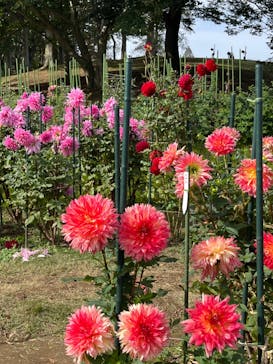 いばらきフラワーパークに投稿された画像（2024/10/31）