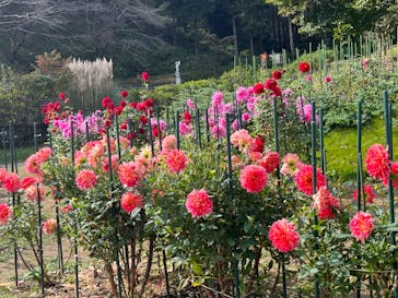 いばらきフラワーパークに投稿された画像（2024/10/31）