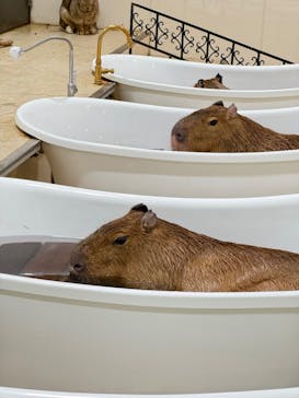 アニタッチアクアシティお台場に投稿された画像（2024/10/31）