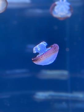 新江ノ島水族館に投稿された画像（2024/10/31）