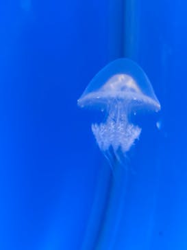 新江ノ島水族館に投稿された画像（2024/10/31）