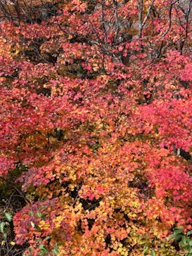 志賀高原ゴールデンラインに投稿された画像（2024/10/31）