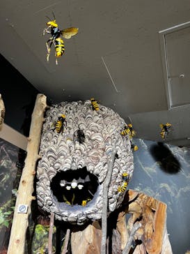 海洋堂ホビーランドに投稿された画像（2024/10/31）