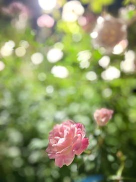 横浜イングリッシュガーデンに投稿された画像（2024/10/31）