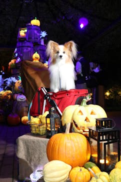 横浜イングリッシュガーデンに投稿された画像（2024/10/31）