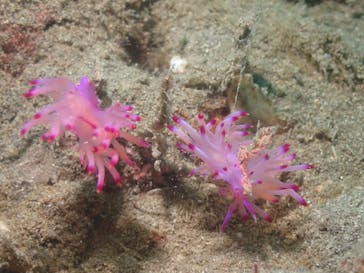 沖ノ島ダイビングサービスマリンスノーに投稿された画像（2024/10/31）